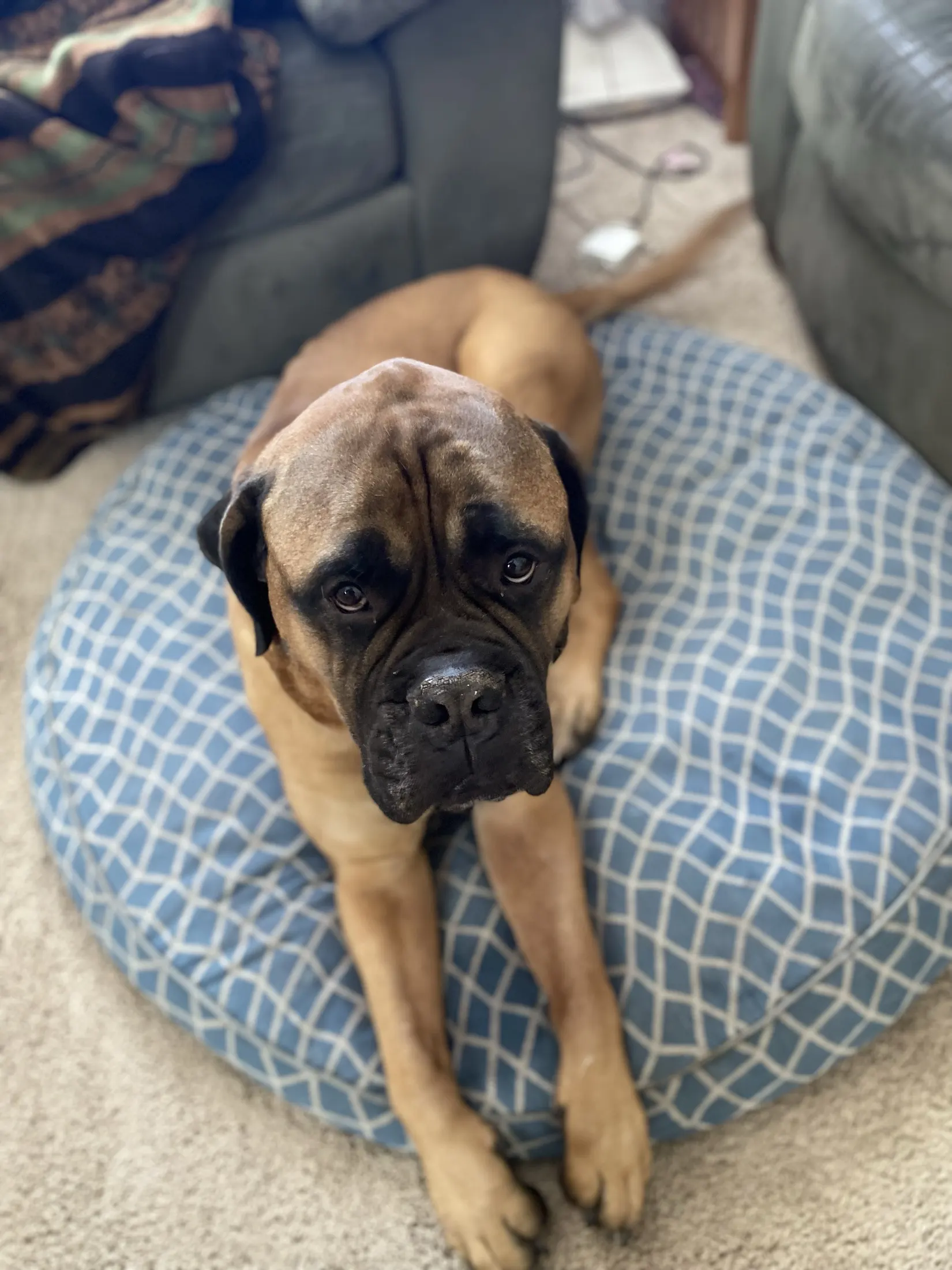 Titus the Bullmastiff looking straight into the camera from his bed